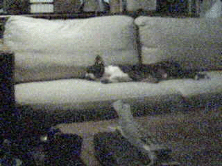 livecam06083001.gif