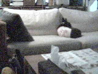 livecam082402.jpg