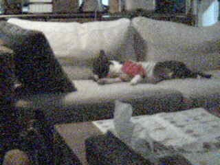 livecam082403.jpg