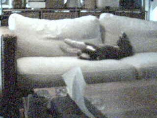 livecam091101.jpg